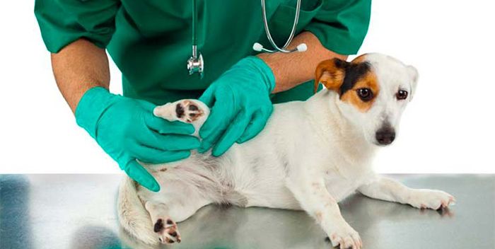 donde puedo esterilizar adonde puedo esterilizar a mi perro gratis en chicago il