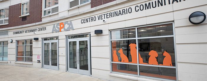 donde esterilizar perros gratis